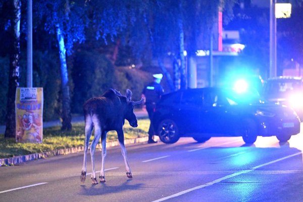 Der Elch hält Polizei und Medien auf Trab. - © Helmut Fohringer/APA/dpa