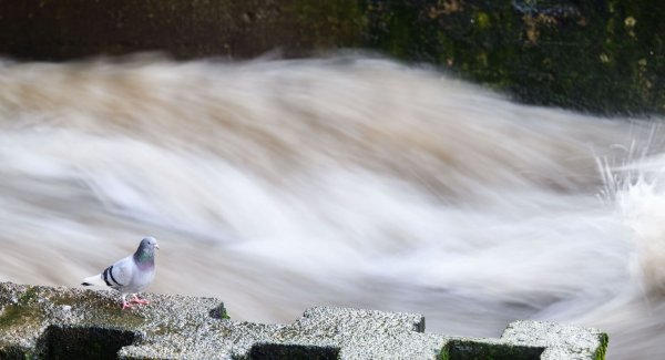 Steigende Flusspegel - © Foto: Julian Stratenschulte/dpa