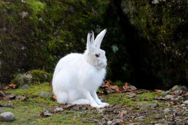 Alpenschneehasen tragen im Winter weiße, luftgefüllt Haare und eine feine Unterwolle (Handout). - © Stefan Huwiler/Imagebroker/ DeutscheWildtierStiftung/dpa