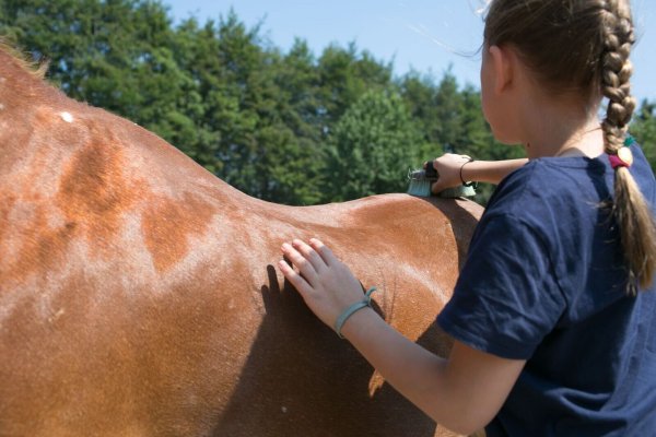 Regelmäßige Pflege: Eine Reitbeteiligung hat auch Vorteile für das Pferd. - © Karolin Krämer/dpa-tmn