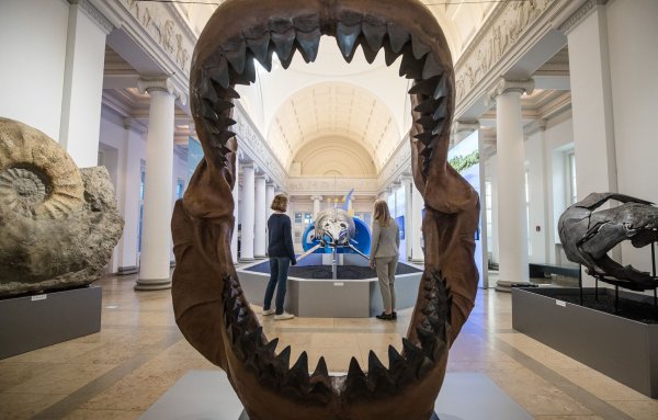 Ins riesige Maul des Megalodon passte so ziemlich jedes andere Meereslebewesen. (Archivbild) - © Christoph Schmidt/dpa