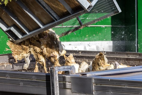 Wegen der Geflügelpest müssen in Deutschland derzeit viele Tausend Hühner, Gänse, Enten und Puten gekeult werden. - © Frank Hammerschmidt/dpa