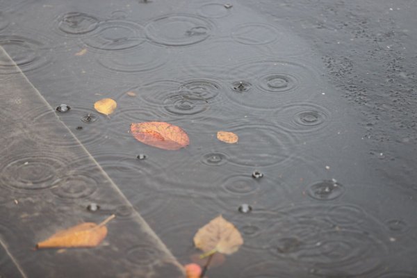 Regen tropft in eine Pfütze mit Herbstlaub. - © Sascha Thelen/dpa