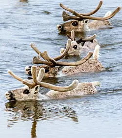 Rentiere in Russland - &copy; Foto: Dmitriy Boldyrev/WWF/dpa