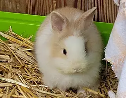 Der kleinen Percy, dem dritten Kaninchen im Bunde, geht es sichtlich gut. Die Mitarbeiter des Tierheims haben das Kaninchen in den vergangenen Wochen aufgep&auml;ppelt. - &copy; Tierheim Vlotho