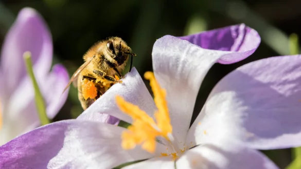 Hallo Fr&uuml;hling: Eine Biene sitzt auf einer Krokusbl&uuml;te. - &copy; dpa