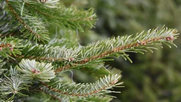 Der Weihnachtsbaum hat inzwischen ausgedient. Abgeschm&uuml;ckte Exemplare werden in den kommenden Tagen abgeholt oder k&ouml;nnen an Sammelstellen abgegeben werden. - &copy; Pixabay