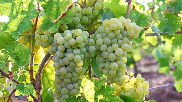 - &copy; Peter Zschunke/dpa-Zentralbild/dpa