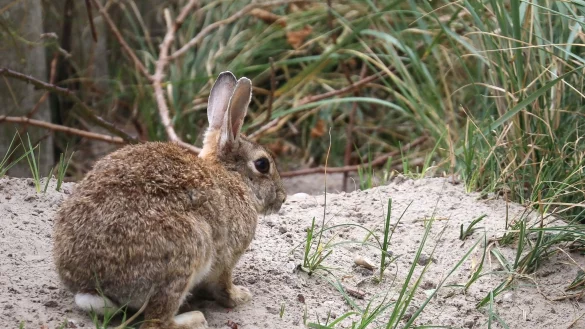 - &copy; Volker Bartels/dpa