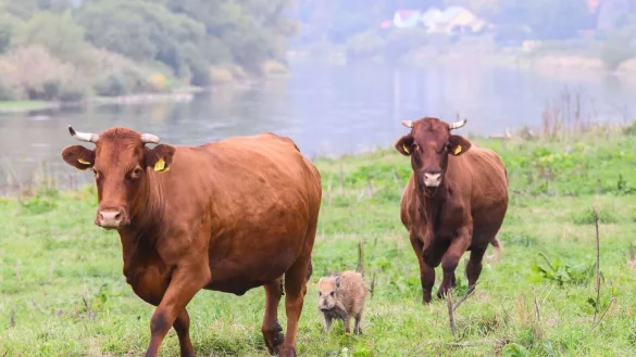 - &copy; Julian Stratenschulte/dpa