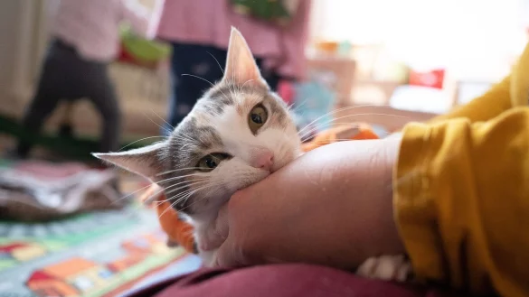 Zecken oder Fl&ouml;he? Dann auf keinen Fall Permethrin-haltige Mittel dem Liebling geben, diese k&ouml;nnen der Katze schaden. - &copy; Sebastian Gollnow/dpa