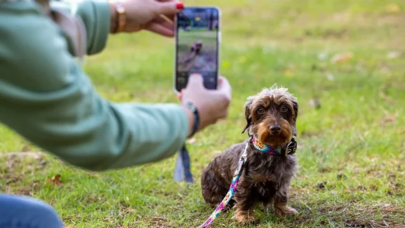 Eine Frau macht eine Foto ihres Dackels Parma bei der Party und Verleihung der &laquo;German Petfluencer Awards&raquo;. - &copy; Christoph Reichwein/dpa