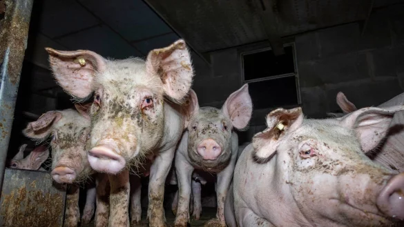 - &copy; Deutsches Tierschutzb&uuml;ro e.V./Deutsches Tierschutzb&uuml;ro e.V./obs