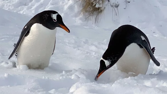 - &copy; Benedikt von Imhoff/dpa-tmn