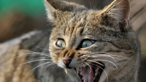 Der gr&ouml;&szlig;te Feind der Wildkatze? Ausgerechnet der zahme Kuschelkater, der Deutschen liebstes Haustier. - &copy; Martin Schutt/dpa-Zentralbild/dpa