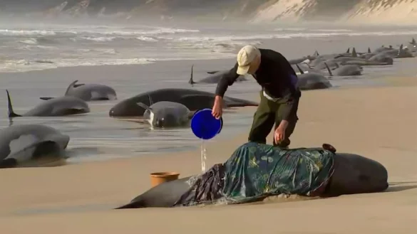 - &copy; Uncredited/Australian Broadcasting Corporation/AP/dpa