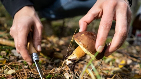 Lieber am helllichten Tage: Wer im Wald Pilze sucht, sollte auch auf Wildtiere R&uuml;cksicht nehmen. - &copy; Robert G&uuml;nther/dpa-tmn