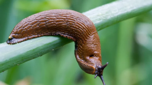 Laut Experten breitet sich die Spanische Wegschnecke zunehmend in den nat&uuml;rlichen Lebensr&auml;umen in Deutschland aus. - &copy; Patrick Pleul/dpa/Archivbild
