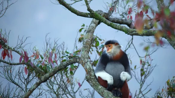 - &copy; InterContinental Danang Sun Peninsula Resort/dpa