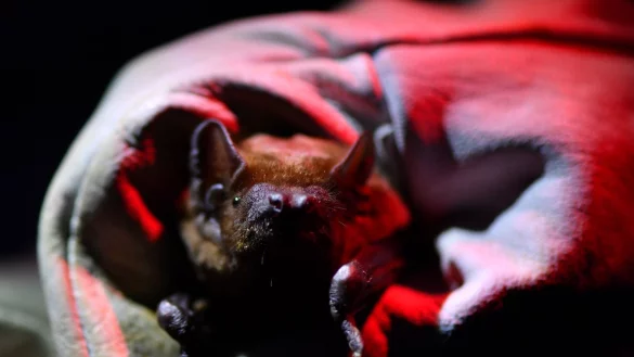 - &copy; Martin Schutt/dpa-Zentralbild/dpa