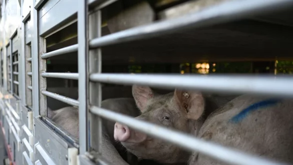 - &copy; Lars Klemmer/dpa