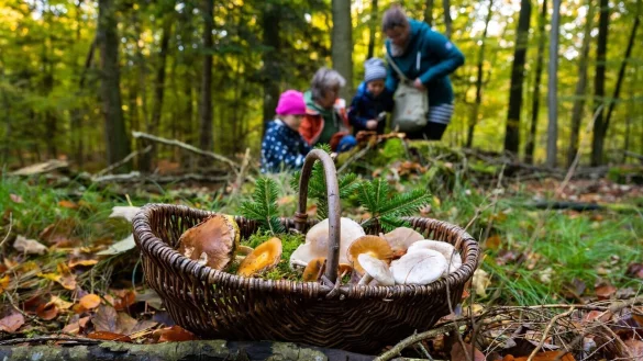 Wer Pilze sammelt, sollte im Blick haben, dass hier und da giftige Doppelgänger lauern - und diese erkennen können. - © Benjamin Nolte/dpa-tmn