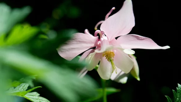 Die Akelei blüht erst in ihrem zweiten Lebensjahr. - © Franziska Gabbert/dpa-tmn