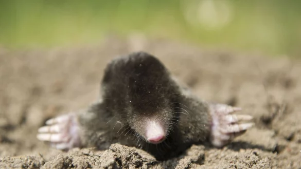 - &copy; Patrick Pleul/dpa-Zentralbild/dpa