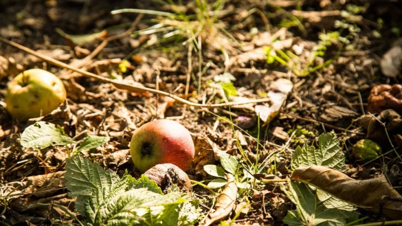 Nachbars &Auml;pfel auf dem Boden Ihres Grundst&uuml;cks? Greifen Sie zu, die Fr&uuml;chte geh&ouml;ren jetzt Ihnen. - &copy; Christin Klose/dpa-tmn