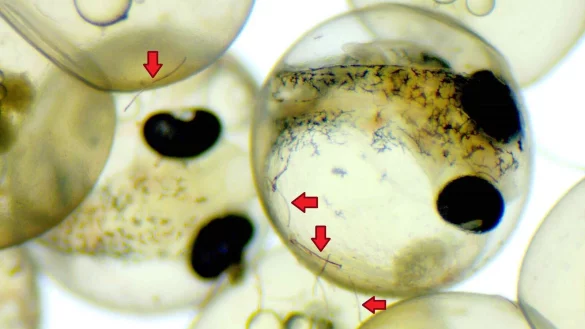 - &copy; Th&uuml;nen-Institut/dpa