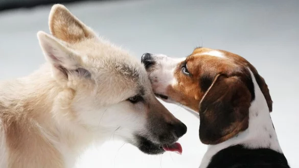 - &copy; Wang Jianwei/XinHua/dpa