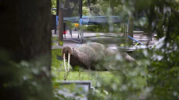 - &copy; Sasu M&auml;kinen/Lehtikuva/dpa