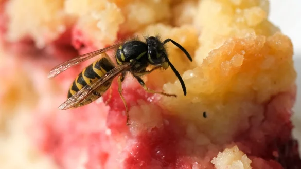 - &copy; Jens Kalaene/dpa-Zentralbild/dpa