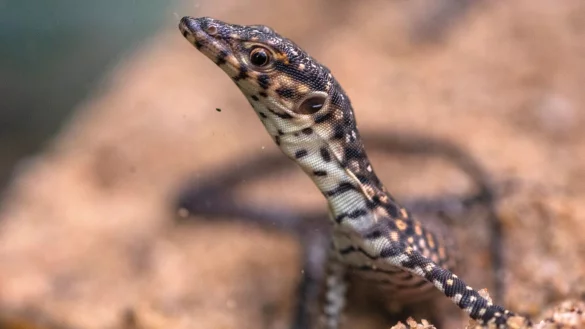 - &copy; Thomas Banneyer/dpa