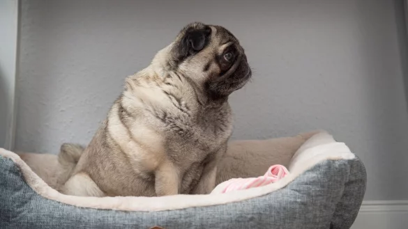 Wenn sich ein &auml;lterer Hund tags&uuml;ber immer mehr zur&uuml;ckzieht, aber nachts pl&ouml;tzlich sehr aktiv ist, kann das ein Hinweis auf Demenz sein. - &copy; Christin Klose/dpa-tmn