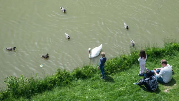 Kinder lieben es, Enten und Schw&auml;ne zu f&uuml;ttern. Brot sollten sie daf&uuml;r aber zu Hause lassen. - &copy; Silas Stein/dpa/dpa-tmn