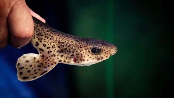 - &copy; Sina Schuldt/dpa