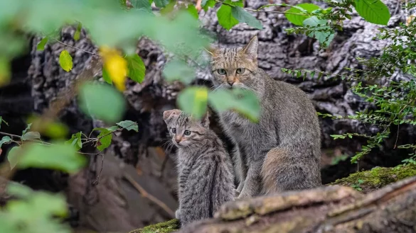 - &copy; Mathias Appel/Zoo Duisburg/dpa