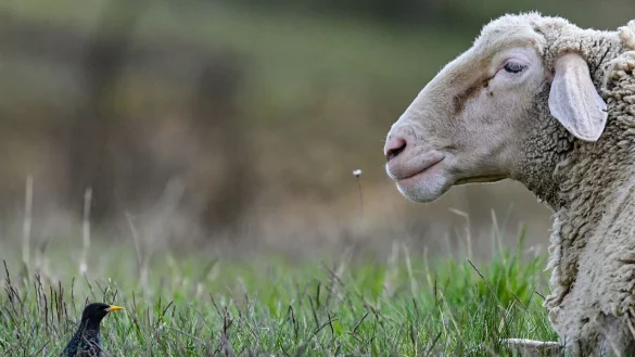 - &copy; Patrick Pleul/dpa