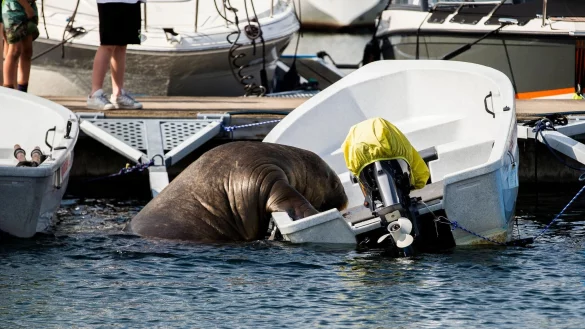 - &copy; Trond Reidar Teigen/NTB/dpa