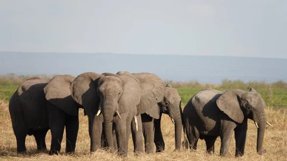 - &copy; Kristin Palitza/dpa