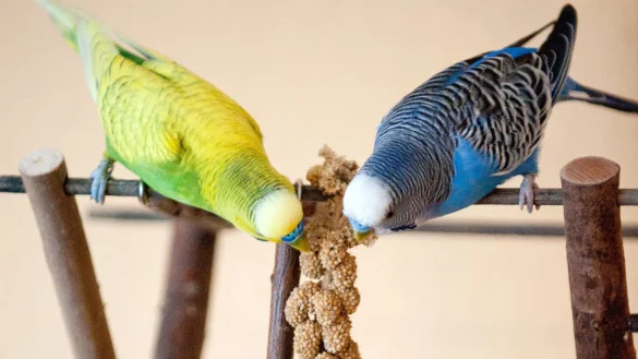 Heimtieren - etwa Wellensittichen - wird schnell langweilig. Besitzer k&ouml;nnen dagegen etwas unternehmen. - &copy; Andrea Warnecke/dpa-tmn
