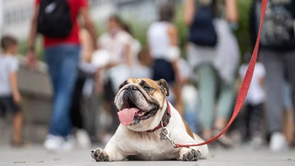 Sommerhitze in Deutschland: Bei hei&szlig;en Temperaturen sollten Gassirunden am Morgen oder Abend stattfinden. - &copy; Frank Rumpenhorst/dpa/dpa-tmn