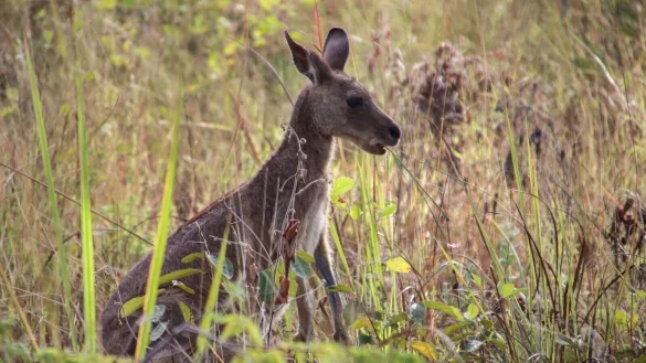 - &copy; Verena Wolff/dpa-tmn