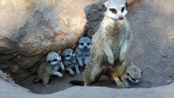 - &copy; Zoo Leipzig/dpa