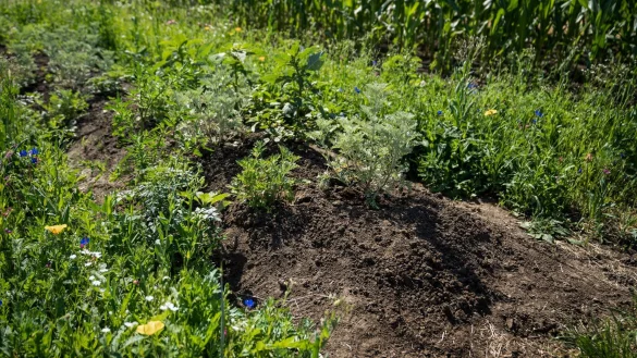 Sie sieht unscheinbar aus, ist aber wertvoll f&uuml;r viele Insekten: Die K&auml;ferbank, ein etwa 40 Zentimeter hoher Erdwall am Rande von Beeten oder landwirtschaftlichen Feldern. - &copy; IVA e.V./dpa-tmn