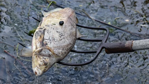 - &copy; Patrick Pleul/dpa