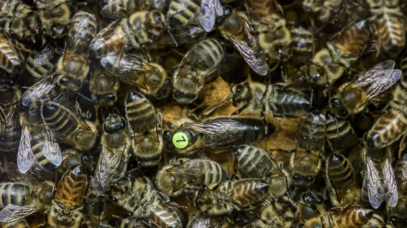 - &copy; Ulrich Perrey/dpa