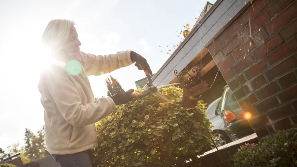 Im Oktober darf man Hecken wieder kr&auml;ftiger zur&uuml;ckschneiden. - &copy; Christin Klose/dpa-tmn