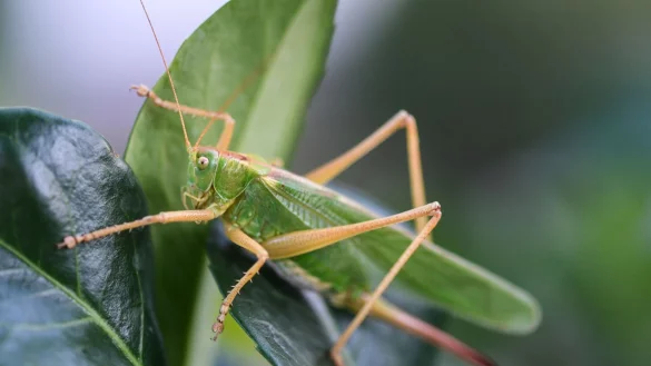 - &copy; Felix K&auml;stle/dpa/dpa-tmn